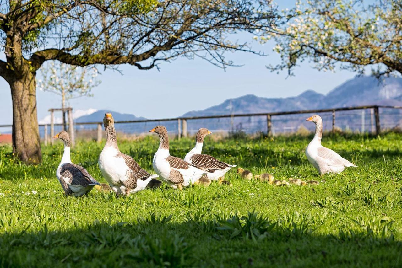 Zaisslhaeusl Hof Ferienwohnungen Übersee Dış mekan fotoğraf